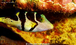 Puffer Fish Mauritius/ Linley Jean-Yves Bignoux by Linley Jean-Yves Bignoux 